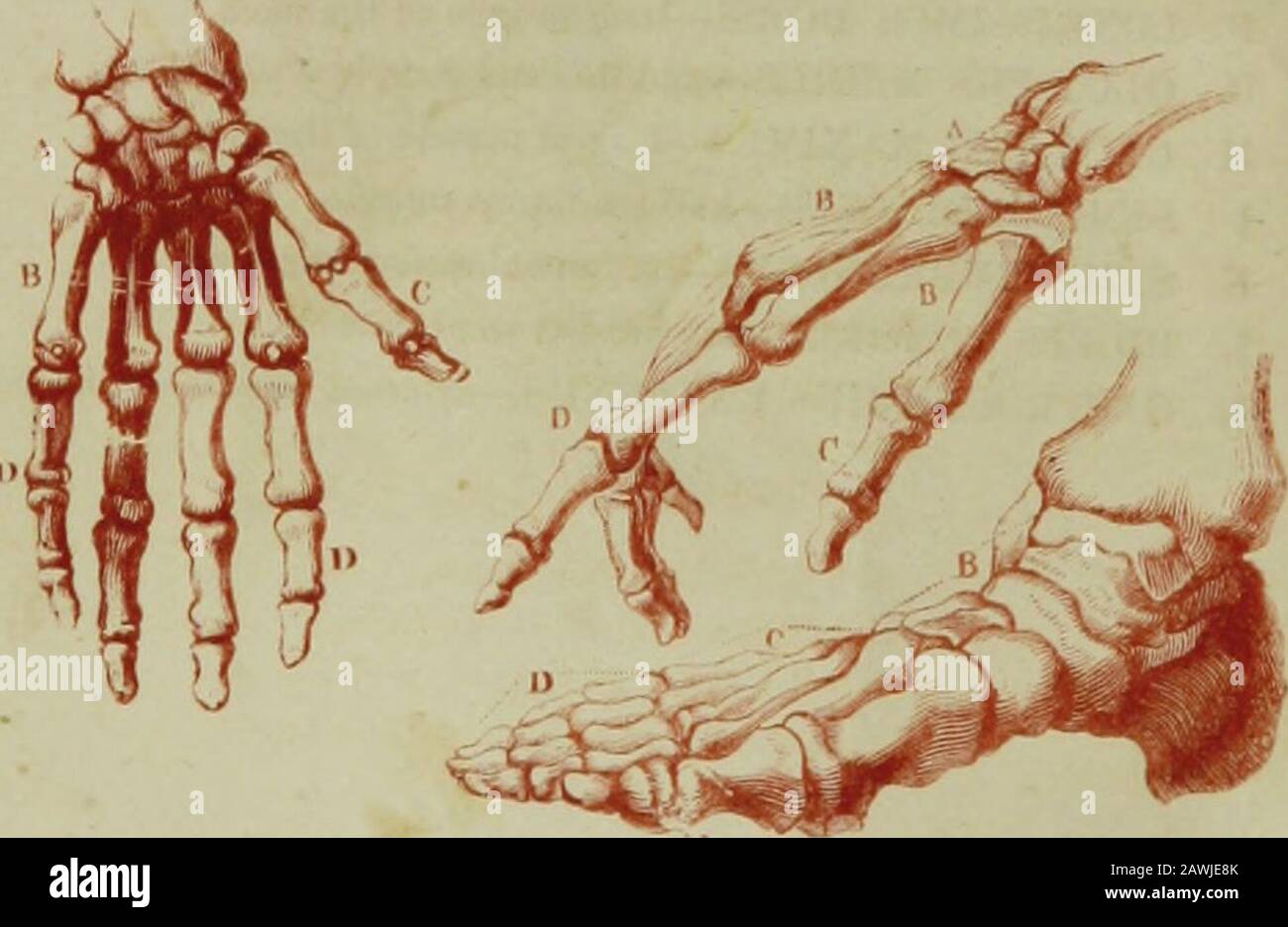 Die Hydropathische Enzyklopädie: Ein System der Hydropathie und Hygiene in acht Teilen ..designed als Leitfaden für Familien und Studenten und ein Textbuch für Ärzte . i-i ,   , 1. MUSKELN DES VORDERARMS UND DER HAND. Ein Musculus pronator TERES-long runder Pronator. B SUPINATOR-RADIEN LANG radialer Supinator. C FLEXOR CARPI radiale Biegung des Handgelenks D PALMARIS LONGUS-langer Muskel der Handfläche. E PERFORATE, PerfoarNS-perforiert und Perforatingmuskeln. G-ENTFÜHRER POLLICIS MANUS-Entführer des Daumens. H PALMARIS BREVIS-kurzer Muskel der Handfläche. K EXTENSOR POLLICIS-ausdehnender Muskel des Stockfoto