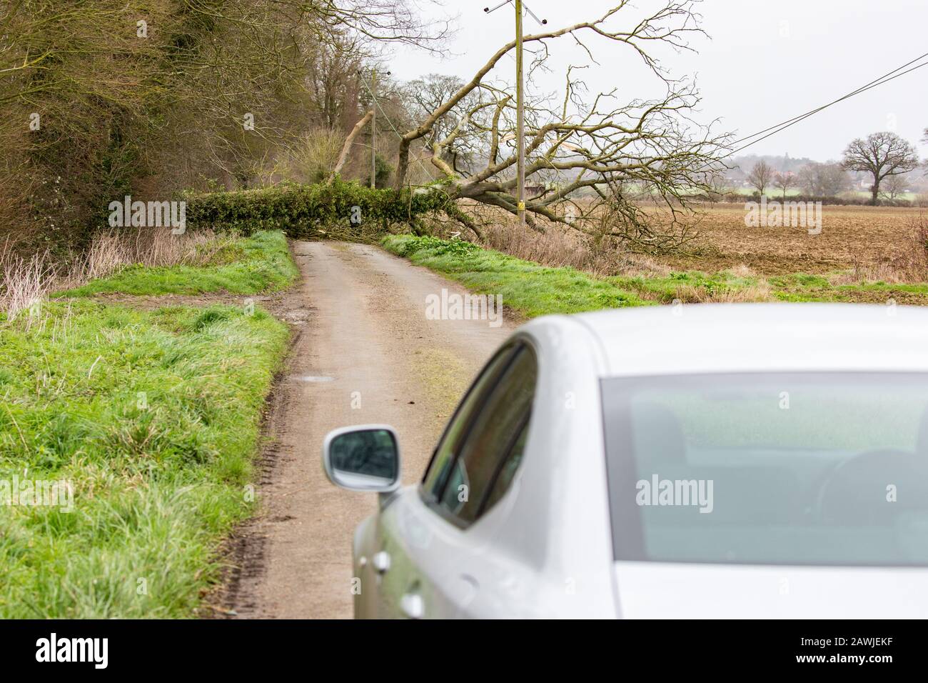 Large Tree, 09/02/2020, Morning, Grub Street, Howe Norfolk UK. Von Storm Ciara auf Stromleitungen geblasen Stockfoto