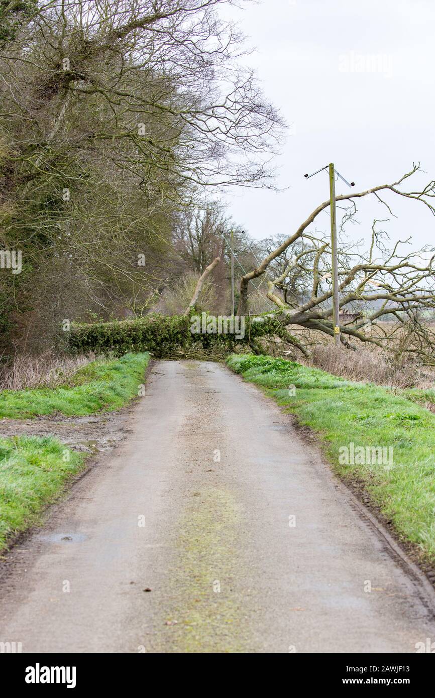 Large Tree, 09/02/2020, Morning, Grub Street, Howe Norfolk UK. Von Storm Ciara auf Stromleitungen geblasen Stockfoto