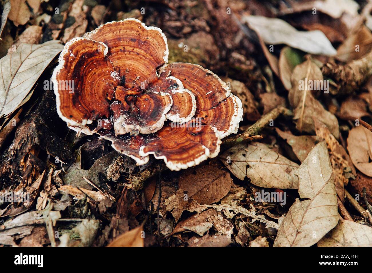 Ganoderma Iucidum- oder Lingzhi-Pilze im natürlichen Wald auf dem Boden mit getrockneten Blättern Nahaufnahme Stockfoto