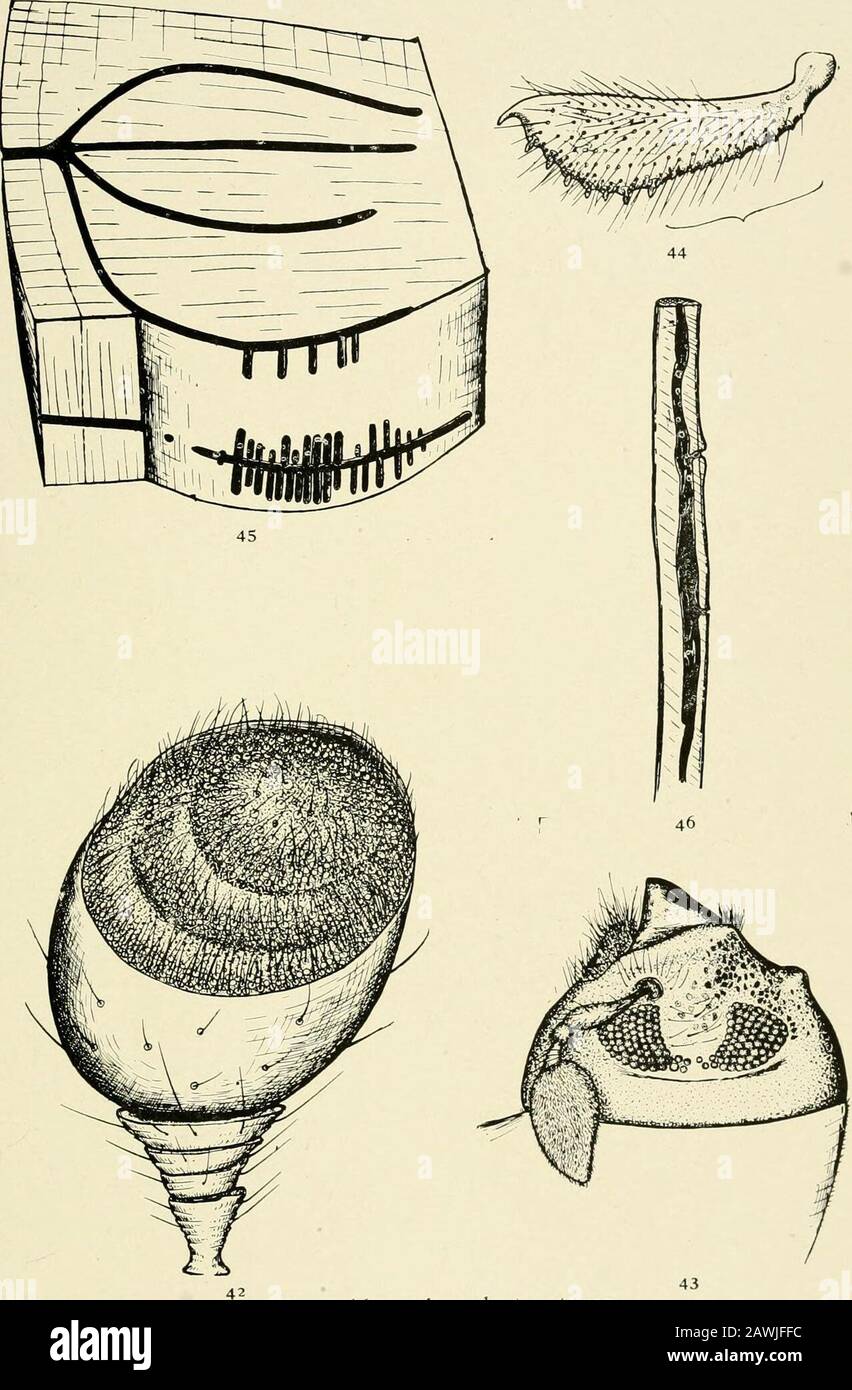 Bericht des staatlichen Entomologen über schädliche und andere Insekten des Staates New York. Scolytid Strukturen PLATTE 13 i8s 42 Xyleborus unerdes. SP., A, ANTENNAL Funicle und Club. (Stark vergrößert) 43 Polygraph US rufipennis Kirby, linker Aspekt des Kopfes zeigt geteiltes Auge. (Vergrößert) 44 Xyleborus indes. SP., A, Foretibia. (Stark vergrößert) 45 P t e r o c y c 1 o n m a 1 i Fitch, Arbeit in Eiche 46 Micracis opacicollis Lee, Arbeit in Kastanienzweig 186 Platte 13. Scolytid Werk- und STRUKTURPLATTE 14 187 47, 48 Xyleborus unerdes. SP., A, Arbeit in Ahorn Branch50 Pityogenes unerdes. SP., Arbeit in Weißkiefer 18 Stockfoto