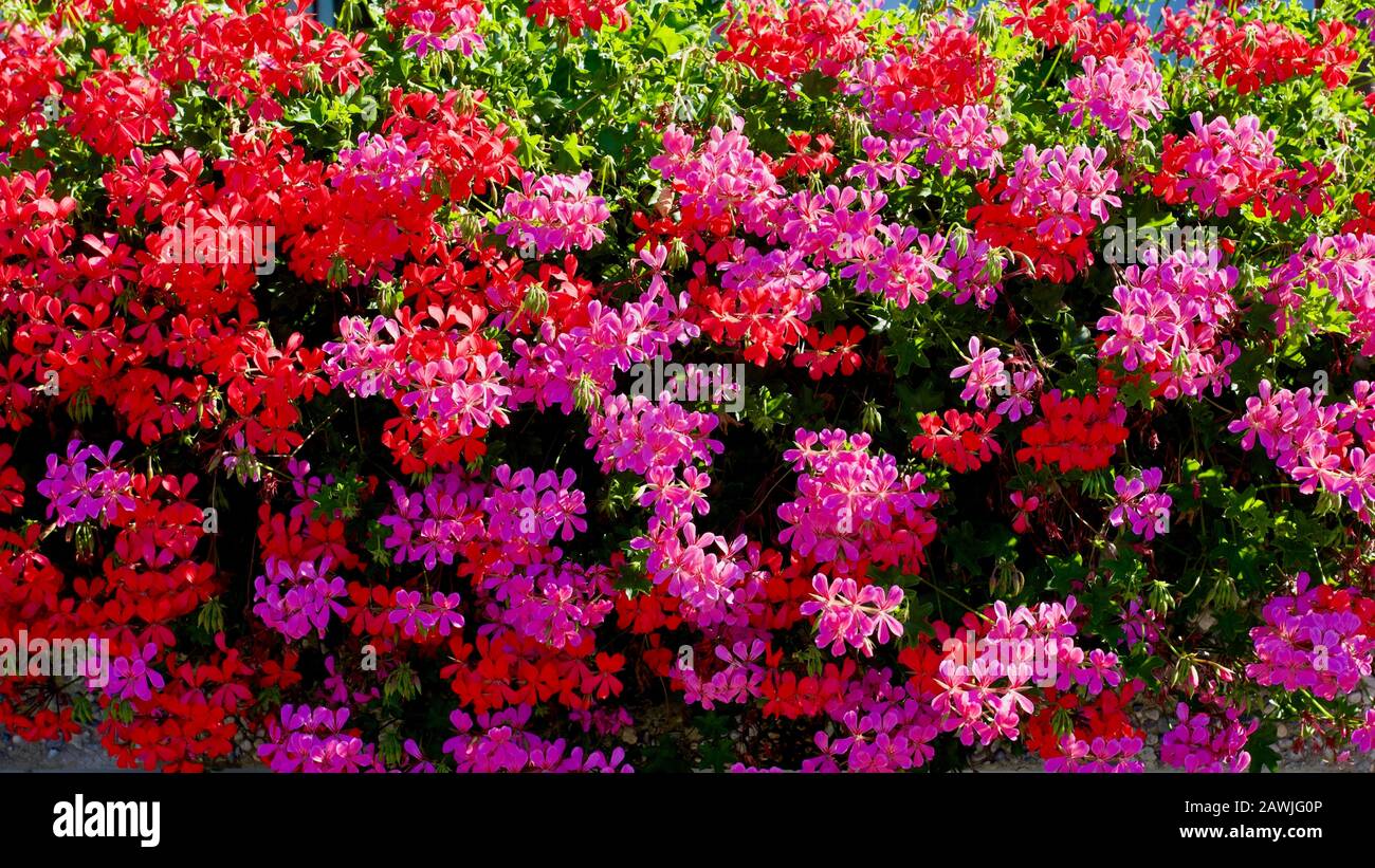 Montreux, Kanton Waadt, Schweiz. Stockfoto