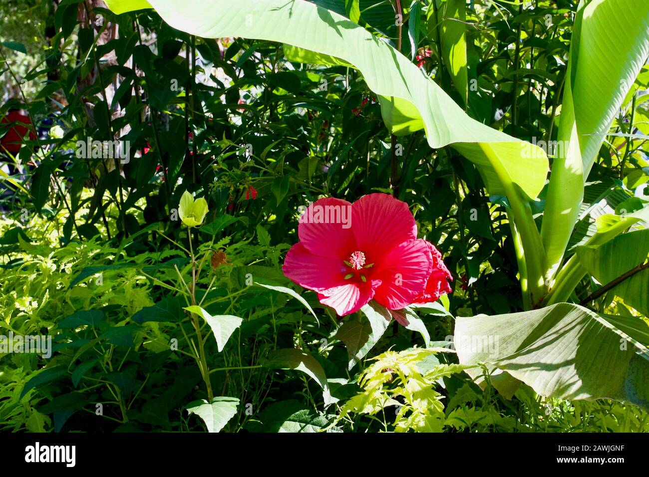 Genfer See, Montreux, Kanton Waadt, Schweiz. Stockfoto