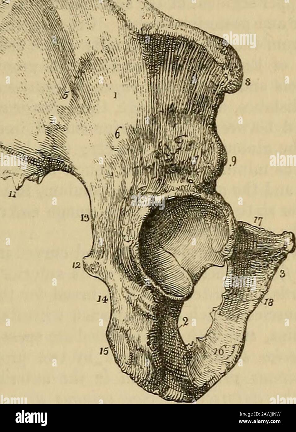 Das Vade Mecum des Anatomen: Ein System der menschlichen Anatomie. Cond phalanx,tivo, der Flexor longus pollicis und extensor secundi internodii. Zum ersten Phalanx OI der zweite, dritte und vierte Finger, ein Dorsaland ein Palmar interosseous; und zum ersten Phalanx des Littlefingers, dem Entführer minimi digiti, Flexor brevis minimi digiti und onepalmar interosseous. Zum zweiten Phalanges, dem Flexor sublimisand extensor communis digitorum und zum letzten Phalanges, dem Theflexor profundus und dem Extensor commnnis digitorum. Becken und untere EXTREMITÄT. Die Knochen des Beckens sind die beiden ossa Inno Stockfoto