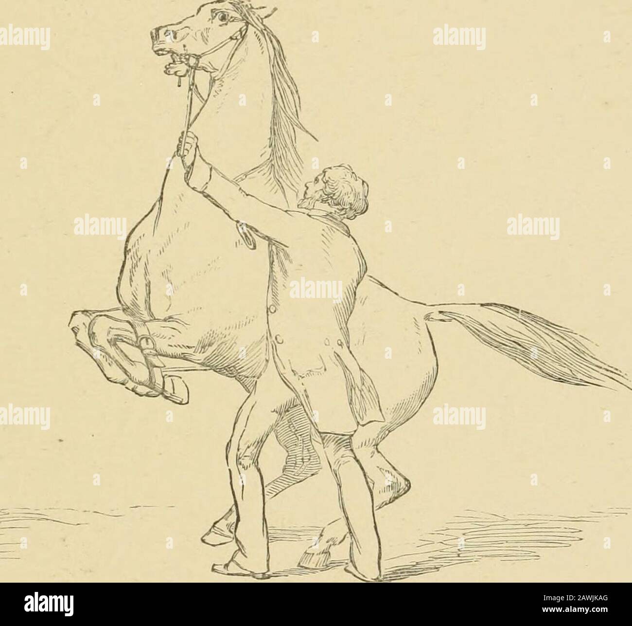 Das Pferd im Stall und auf dem Feld: Seine Sorten, das Management in Gesundheit und Krankheit, Anatomie, Physiologie usw. "Der linke Zügel wird in der linken Hand genommen und leicht mit dem nötigen, notwendigen, dem üblichen leichten Reiz mit der Zunge gewedelt, damit das Pferd DAS PFERD AUF SEINEN HINTERBEINEN HÜPFT 197 niovej wliich, das er nur tun kann, indem er den Olf-Vorderbein vom Boden hebt, was als "Hopping" bezeichnet wird. In dem Moment, in dem dies beginnt, zieht das rechte Handfest das abgeschnittene Bein bis zum Suicinglo und hält es dort, wenn das Pferd an seinen Hinterbeinen in die Luft gebunden sein muss, oder er muss auf dem Boden hinuntergehen Stockfoto