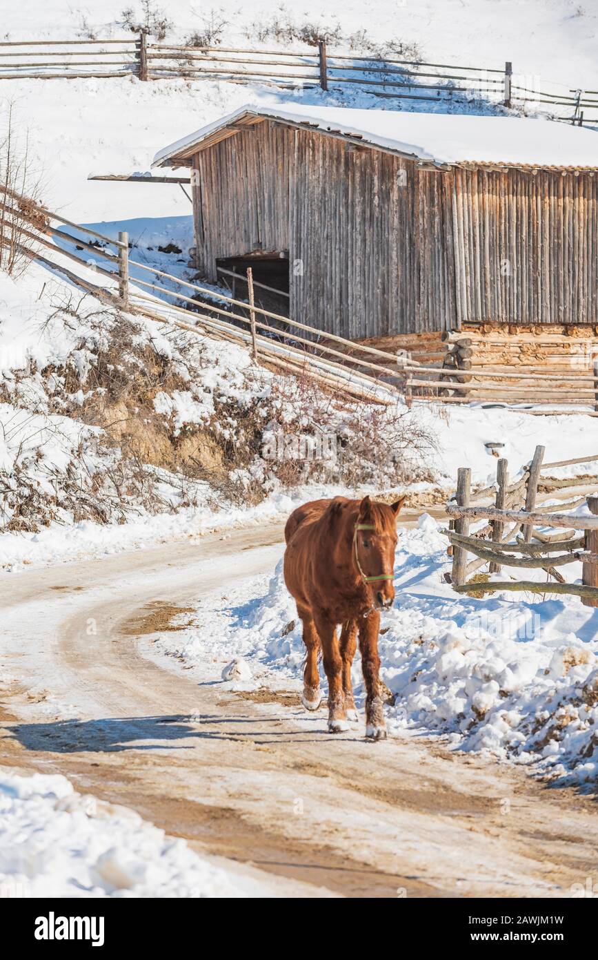 Brown Horse Walk allein auf der duschen Straße des Hochbergsdorfes im Winter Stockfoto