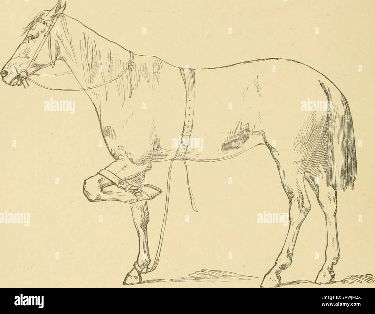 Das Pferd im Stall und auf dem Feld: Seine Varianten, das Management in Gesundheit und Krankheit, Anatomie, Physiologie usw. .. Das unter Manipulation stehende Thema wird eitherinduziert, um seinen Fuß in die Schlinge zu fallen, oder es wird um seinen Knöchel gerutscht, svhile der Off-Zügel wird von der anderen Hand gehalten, um die Zähne vom Bediener fernzuhalten. Sobald diese Schlinge fest um das Bein gezogen ist, wird das andere 196 DAS PFERDEENDE durch den Unterlauf unter dem Bauch gerutscht, und die gesamte Kontrolle des Pferdes ist nur noch eine Arbeit der Zeit. Die Anordnung dieser Träger ist im Graveure gut zu sehen, wo Cruiser fertig skizziert ist Stockfoto