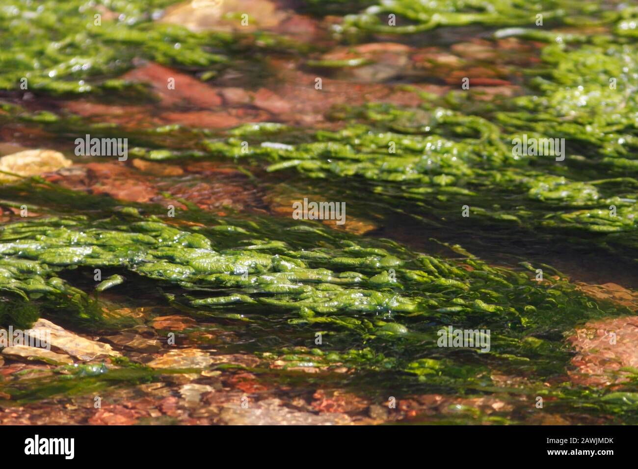 GRÜNALGEN in einem Süßwasserstrom, Schottland, Großbritannien. Stockfoto