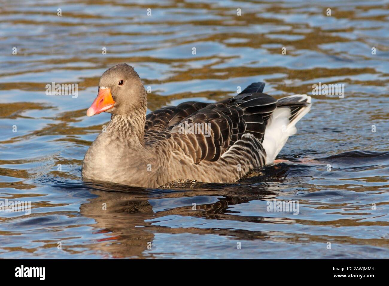 GRAYLAT-GANS (Anser Anser) schwimmend in einem Fluss. Stockfoto