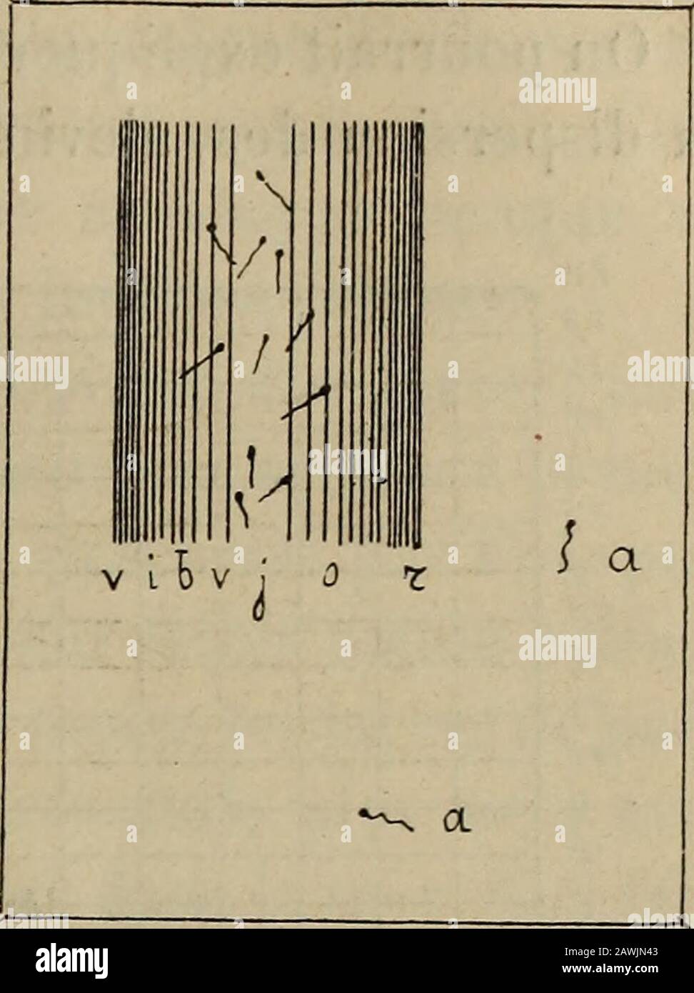 Annales des Sciences naturelles . e. Laction de la lumière artiticielle diffère un peu de celle dujour, selon son intensite et sa Répartition. La flamme dunebougie promenée à peu de distance dun vase délevage attirevement les alevins; ils en suivent le déplacement autourdu Récipment, montent et descendent comme la flamme verslaquelle ils se portent rapidement en foule pour samassertous à son voisinage dès quentire sarrête quent. SI cette faible sourcelumineuse est placée à quelque distance et ne produit plusquun éclairage diffus, les larves cessent dêtre sensibles hsa présence et se comportent comme Stockfoto