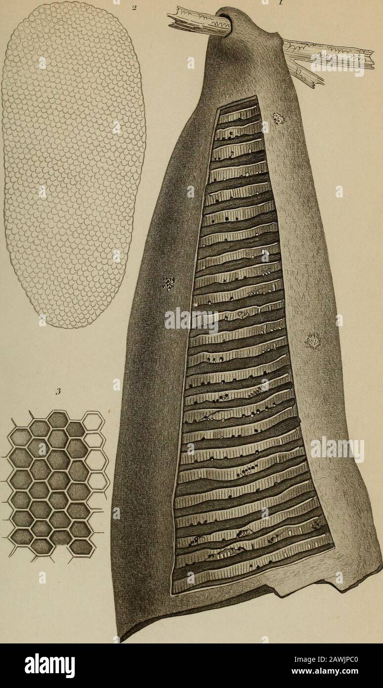 Annales De La Societe Entomologique De France L Tuu Pmea 2 Eiray Lt Lt L Muti Ta E Lt Lt R Sazur C Jcatiua Tieoeaopj Jeues A 2 3 Ni Wr Iii Iu Sou Iroror Sd 7 8 I An I