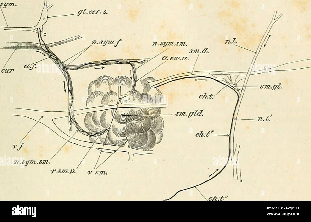 Ein Textbuch der Physiologie. Nto konzentrierte Salzlösung. In dieser Kaseauch konnte das Sekret nicht erscheinen, wenn die sprachlichen Wurzeln des Ganglions sich zerteilten. Ein solches Reflexsekret war durch Stimulationder Schleimhaut der Zunge nur sehr schwer zu erhalten, aber Bernard war erfolgreich, wenn er die Zunge direkt mit einem galvanischen Strom stimulierte oder Thetongue auszog und Äther auf sein Sündengesicht legte. Die Sekretion in all diesen Kaseswar von einer Verdünnung der Blutgefäße der Drüse begleitet, und die Wirkung auf die Drüse war tatsächlich ganz ähnlich wie die der direkten Stimulation von 1 Cumptes Stockfoto