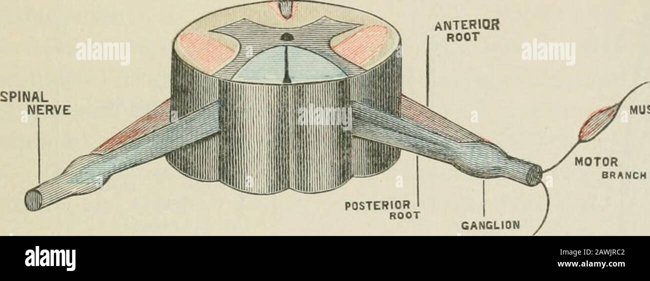 Vorträge über Nervenkrankheiten unter dem Gesichtspunkt der Gehirnlokalisierung und Spinallokalisierung, Und die späteren Methoden, die bei der Diagnose und Behandlung dieser Affektionen verwendet werden. Oben erwähnt (die assoziierenden Fasern) dient dazu, die verschiedenen Wirbelsäulensegmente bei der Durchführung aller Handlungen zu unterstützen, bei denen eine har-moniose und gleichzeitig-eouH-Aktion mehrerer Segmente des Spinals CORDIS gefordert wurde. 9. Die beiden seitlichen Hälften jedes Segments des Rückenmarks unterscheiden sich völlig voneinander, weil ein Verbindungsband aus der grauen Substanz des Kabels (der grauen Commissure) und auch einer weißen Substanz (der Stockfoto