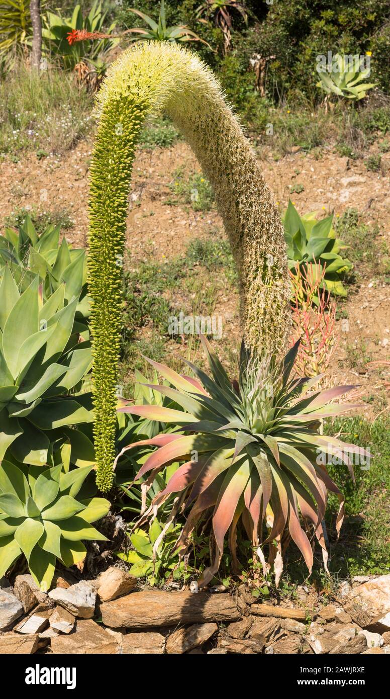 Agave attenuata, Löwenschwanz, Pflanze, Schwanenhals, Foxtail, mit blühendem Stamm, Spanien. Stockfoto