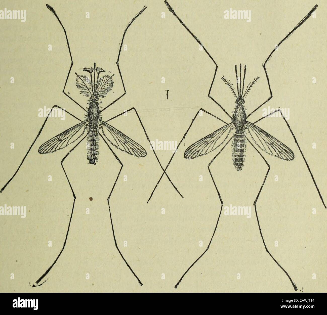 Der Jahresbericht der Obstbauer-Vereinigung von Ontario, 1904/05. Und führt Vernichtungsmittel durch, sollte Informationen über die Verteilung von Moskitos in diesem Land sichern und Informationen in den überfüllten Gebieten verbreiten. Es hat bewiesen, dass Moskitos durch eine gründliche Entwässerung der Wiesen und Sümpfe aus einer befallenen Lokalisation ausgerottet werden können, und durch sorgfältiges Atten, Wasser in Pools, Graben, Teichen, Tanks, Zistern, Brunnen, Cess-Pools zu stehen, um sie ablassen oder überdecken zu lassen. Wegen der großen Bedeutung des Themas würde ich Ihnen die Gesellschaft empfehlen Stockfoto