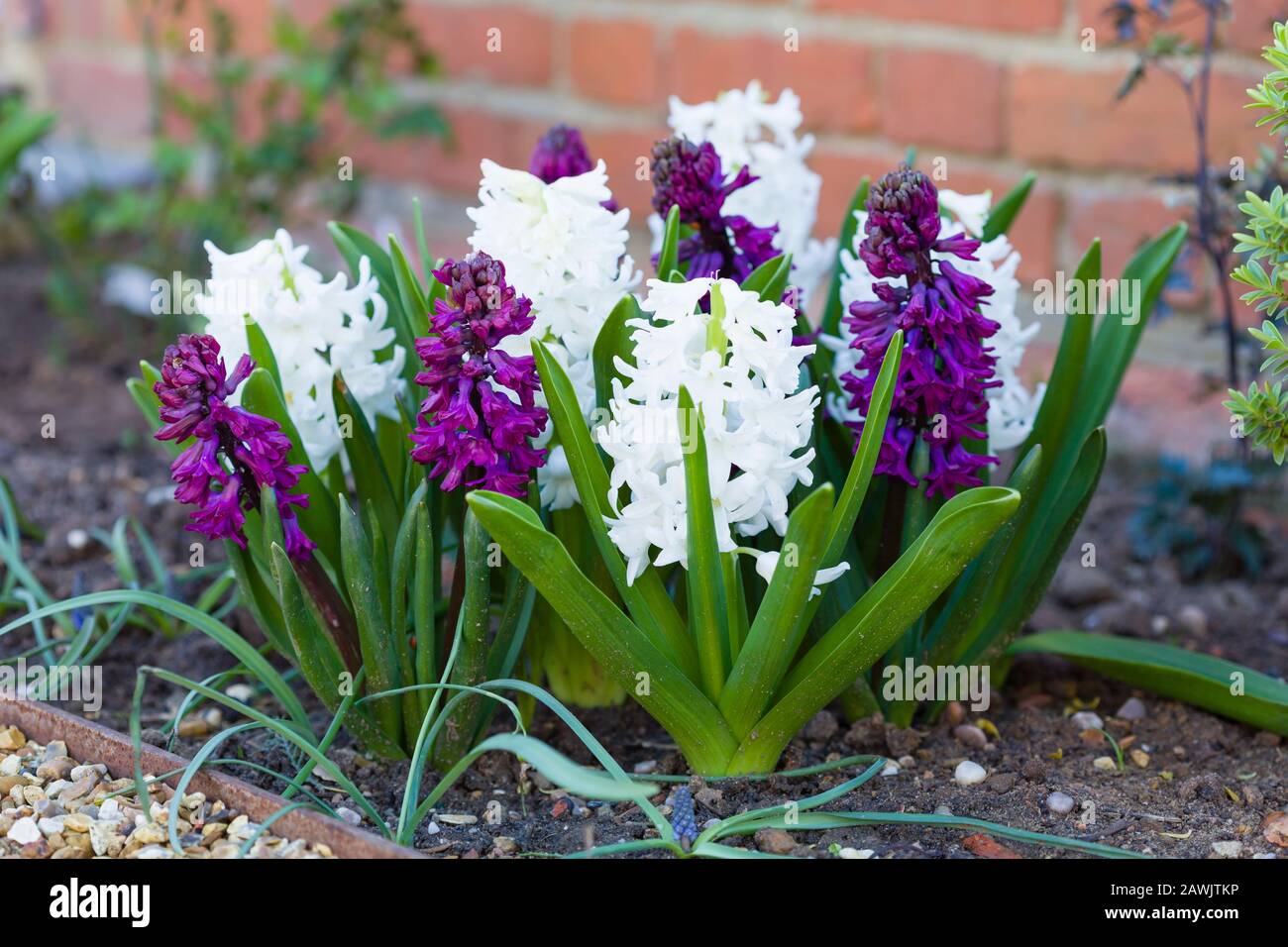 Frühlings-Hyazinthe-Birnen (Hyacinth Woodstock und Hyacinth Carnegie) in einem Blumengarten, Großbritannien Stockfoto