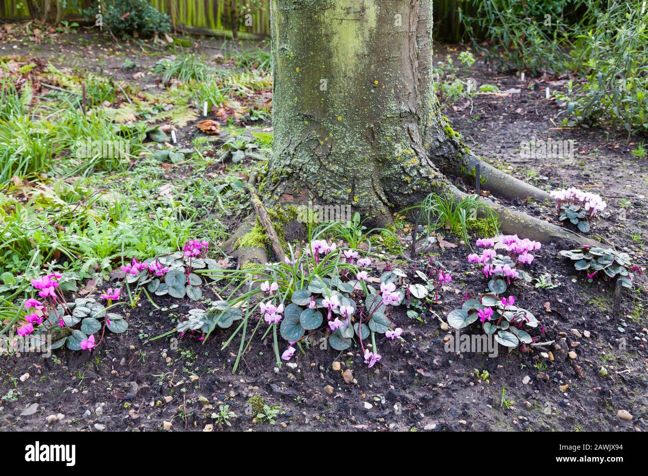 Cyclamen cumm blüht im Winter in einem Garten, Großbritannien Stockfoto