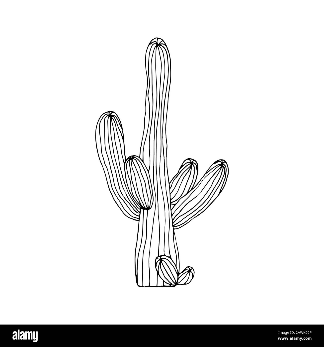 Vektorgrafiken der Skizze Schwarz-Weiß-Saguaro-Kaktus auf weißem Hintergrund Stock Vektor