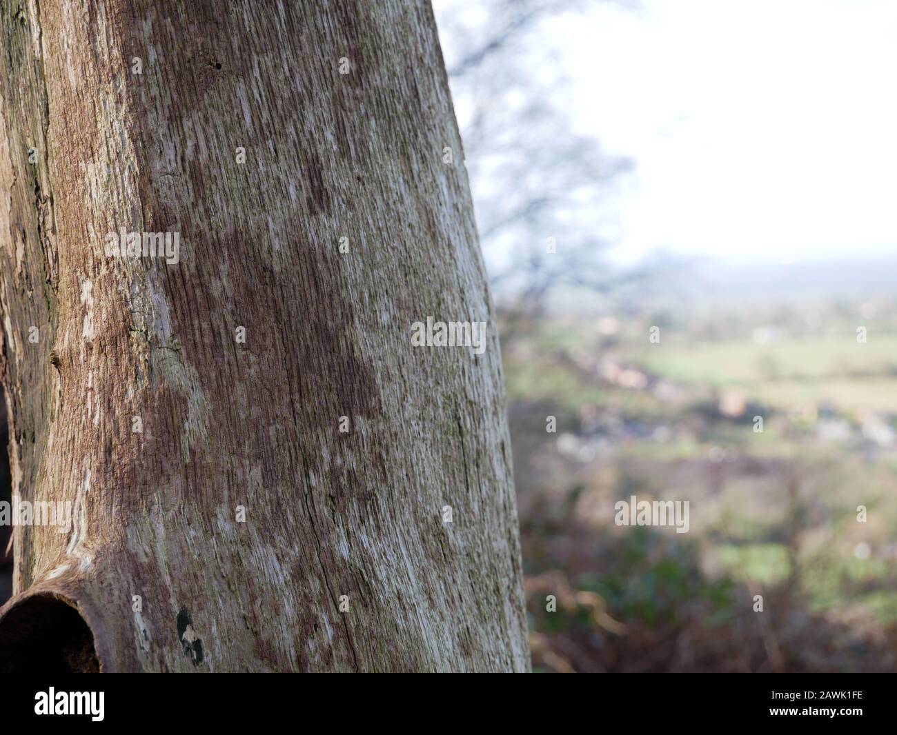 Nahaufnahme eines Baumes mit der Landschaft von Cheshire im Hintergrund Stockfoto