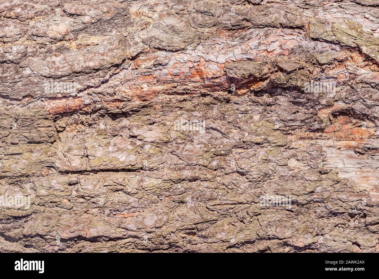 Baum-Rinde-Textur. Stockfoto