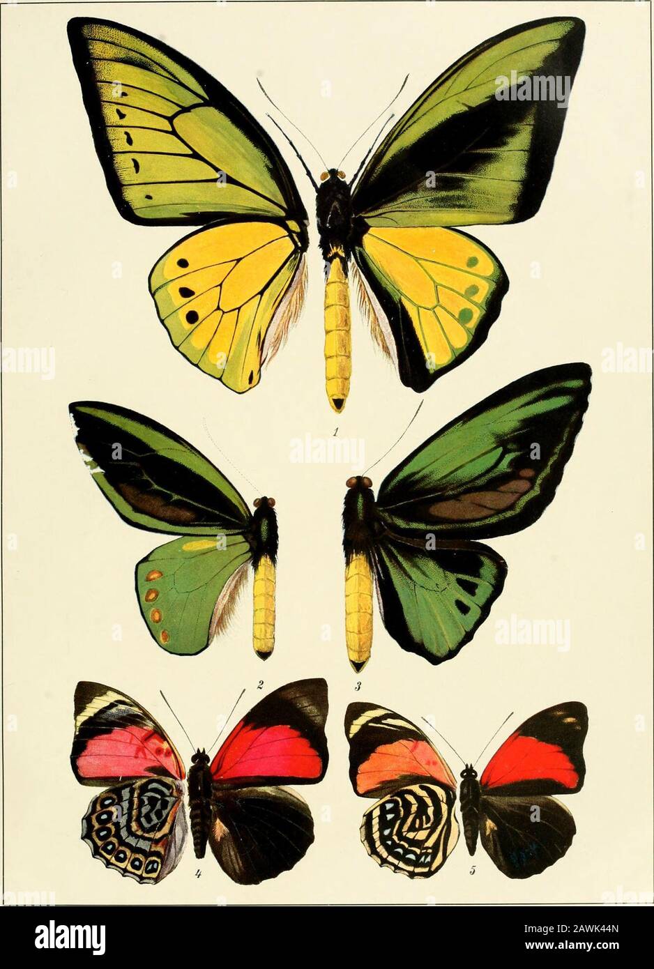 Lepidoptera Niepeltiana: Abbilder und Bescheinigungen neuer und wenig bekannter Lepidoptera. TAFEL III. TAFEL IV Stockfoto