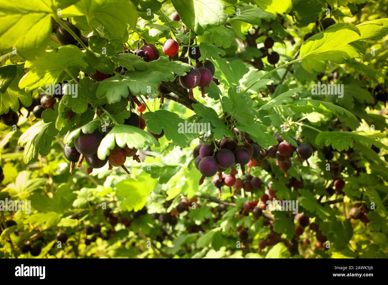 Roter Stachelbeerbrauch mit reifen Beeren und grünen Blättern im Sommergarten Stockfoto