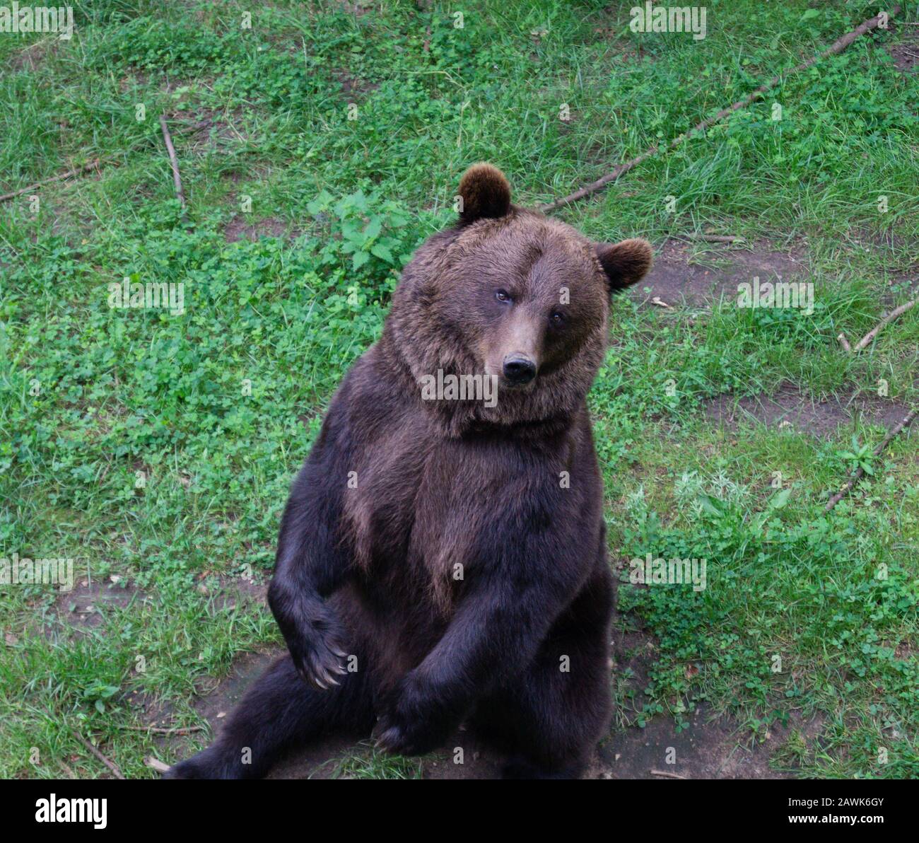 Braunbär im Wildpark Schwarze Berge Stockfoto