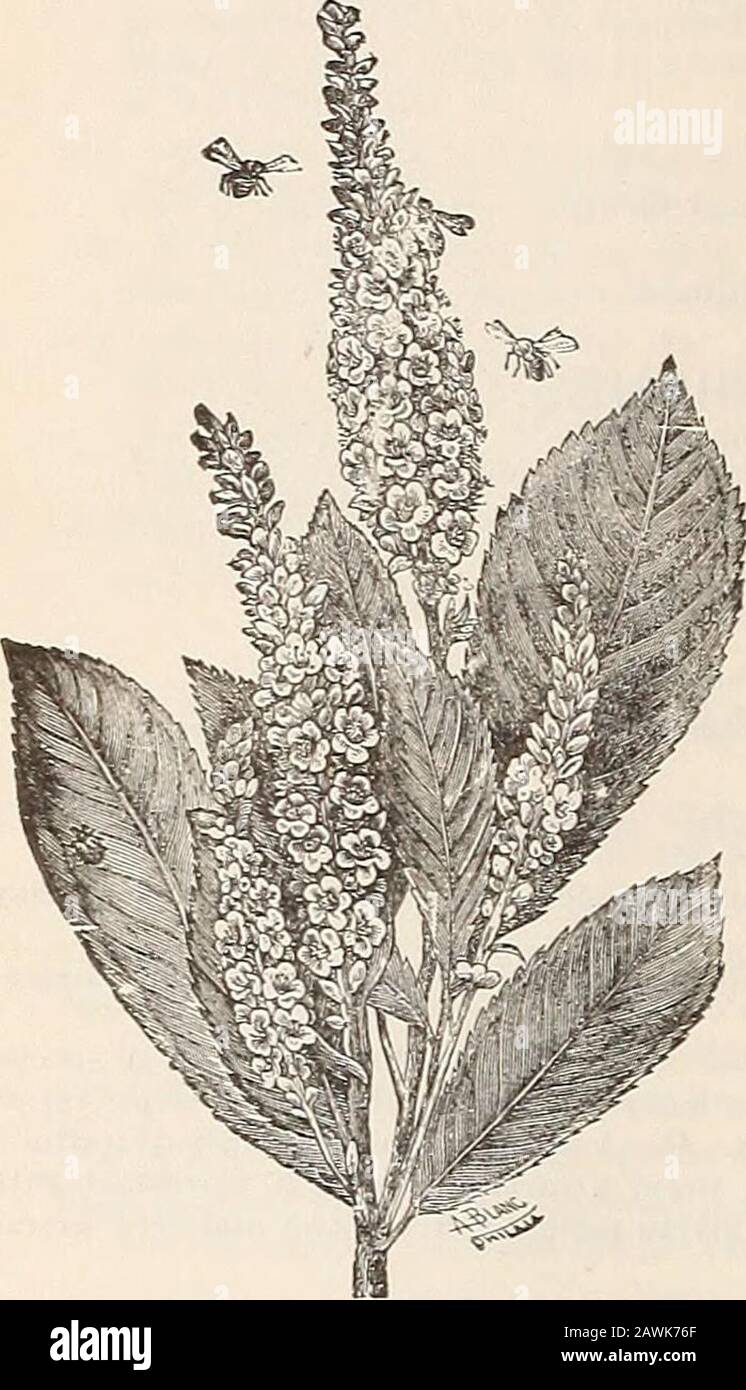 Allgemeiner Katalog von Obst- und Zierbäumen, Sträuchern, Rosen usw. geschnitten.)C. paniculata. Panicled DOGWOOD. D. Glatte, aschefarbene Rinde; spitzen Blätter, hellgrün oben, weißlich darunter; Blumen grünlich weiß; Fruchtweiß. 85C.C. .sanguinea. Rot-verzweigte HUNDENOD. D. EINE heimische Art. Sehr auffällig und ornamental im Winter, wenn die Rinde blutrot ist. 35c. Var. elegantissima variegata. D. Einer der feinsten Sträucher mit variabler Gattung; von raschem Wachstum; die Blätter sind breit randbewachsen mit -weiß, -während einige ganz -weiß sind. 50c C. Siberica. EED Sibeian Dogwood. JD. Ein seltener und bemerkenswerter var Stockfoto