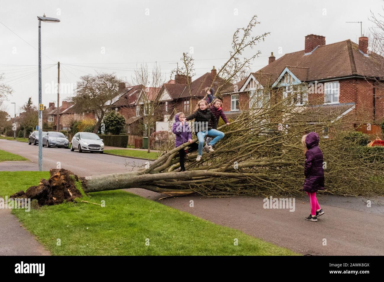 Cambridge, Großbritannien. Februar 2020. Kinder spielen auf einem umgestürzten Baum, der die Straße in Cambridge, Großbritannien, während Storm Ciara blockiert. Richard Etteridge / Alamy Live News Stockfoto