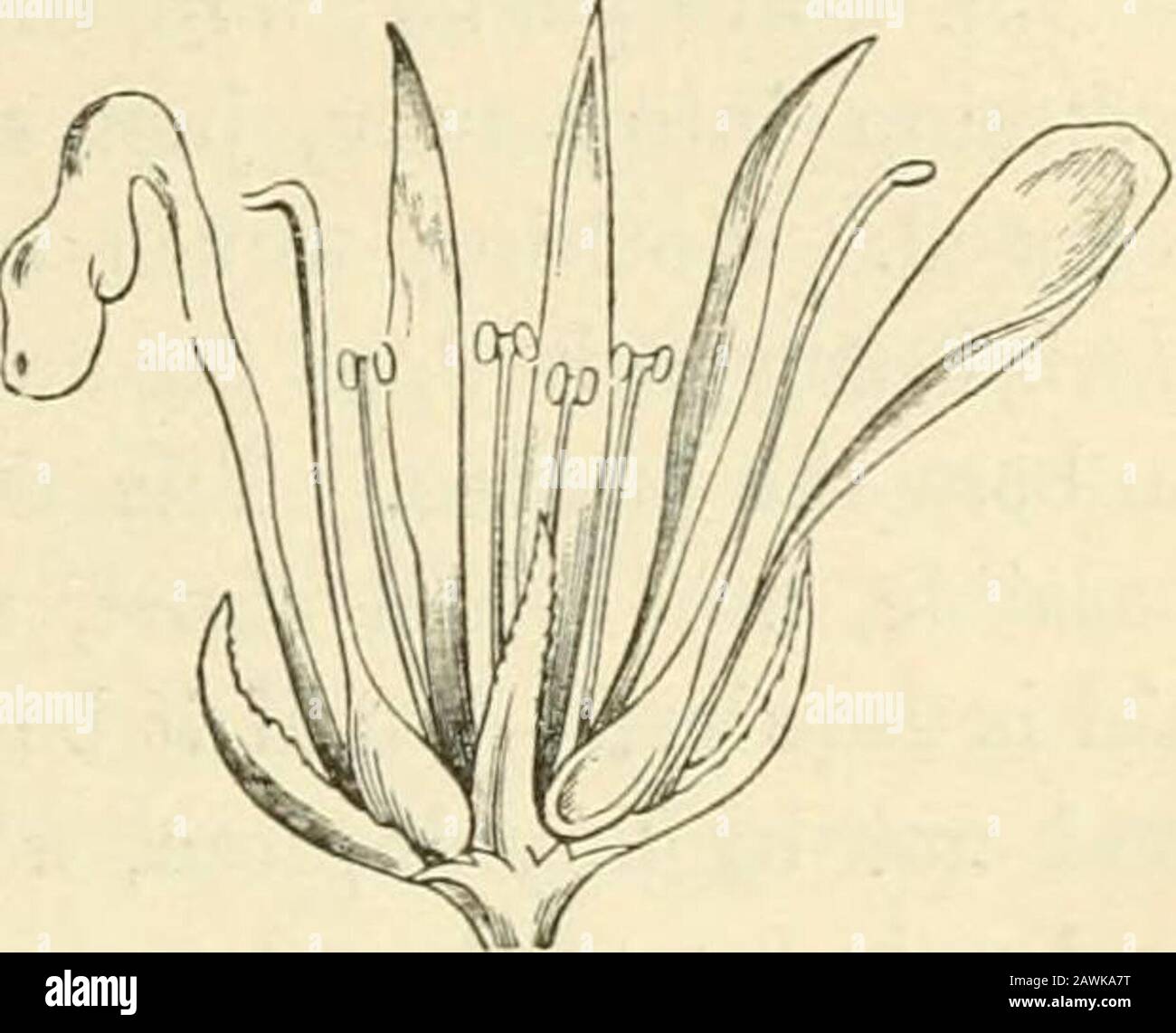 Der Ursprung der Blumenstrukturen durch Insekten und andere Agenturen . rts der Whorlen sind frei. So inThalamifon, von einer solchen Ordnung wie Ranunculacea; mit Regularblüten und mit allen Teilen der Peritanthwullen frei, werden die Theflowers normalerweise von einer viel größeren Anzahl an Insekten besucht als die der Ordnungen von Corolliflorce. Miiller zeichnet zweiundsechzig Arten von Insekten auf, die von ihm gesehen werden, um Ranunculus acris zu besuchen, während der Humble-bee-Aloneenin die gamopetöse Röhre des Foxhandschuhs gelangt. Diese Adapta-tion OI-Form für Insektenbesucher wird besser geschätzt, wenn wir kommen Stockfoto