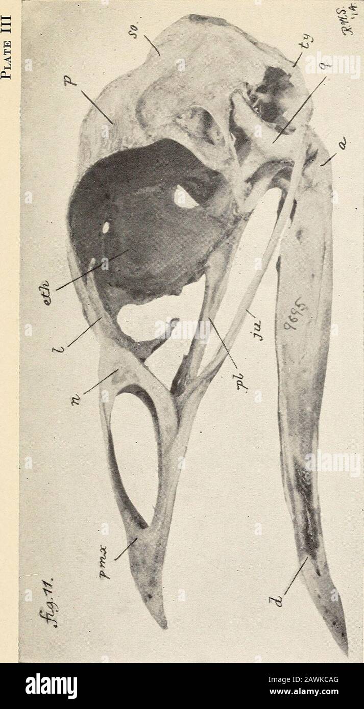 Die wilde türkei und ihre Jagd. Auf seinem Buch, das ich nicht gesehen habe, erschien im Jahr 1791. Ich habe jedoch die Ausgabe von 1797a, in der auf Seite 14er steht, mit einem Examined bezeichnet: Unsere türkei von Amerika ist eine verydifferente Art aus dem Artikel Meleagris von Asia Pennants wird durch eine faltbare Platte illustriert, die das Bein von aturkey mit einer supernummrigen Zehe trägt, die vor dem Tibiotarsuswith der Kralle oben liegt. Die Notiz, auf die sie sich bezieht, wird hier in der Reihenfolge wiedergegeben, in der der Artikel fertig gestellt wird. Philos. Trans., Vol. LXXI, Ab. Abb. 80: Zu diesem Konto bitte ich, vor Ihnen den sehr extraordinaryappearanc zu legen Stockfoto