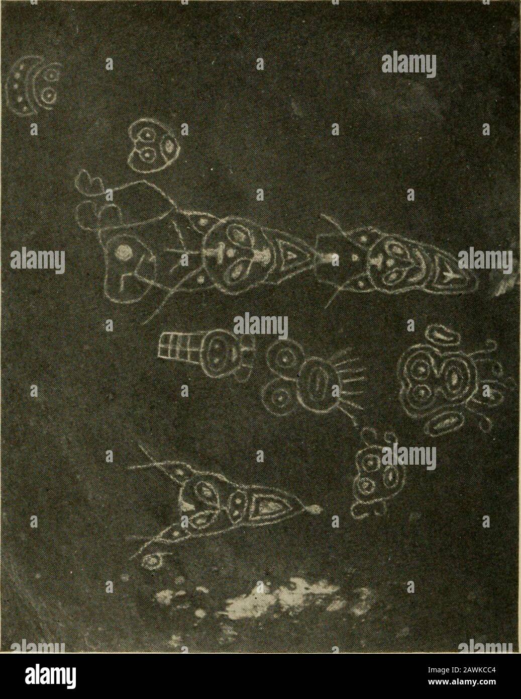 Petroglyphen von Grenada und eine vor kurzem entdeckte Petroglyph in StVincent. Wak Kultur, oder die von einigen unbekannten Menschen, die den West Indiesthem vor der Carib-Belegung zu Hause gemacht haben, als dass sie zur Carib-Zeit gehören. Im Zusammenhang mit Untersuchungen dieser Art, der Frage nach der Absicht und der Pur-pose der Herstellung der Petroglyphskräfte selbst nach Uso Kann Nicht akzeptiert werden, obwohl dies behauptet wurde, dass es sich um bedeutungslose Schräge handelt. In unserem Bemühen, eine akzeptable Theorie zu finden, können wir durch eine Betrachtung der Ansichten verschiedener Autoren unterstützt werden, die auf t geschrieben haben Stockfoto