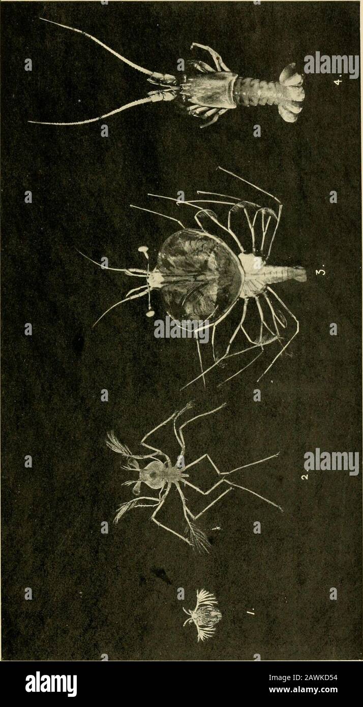 Meeresbiologischer Bericht für das Ende des Jahres .. Und das halbe Jahr bis Ende .. . setae, die anderen Anhänge werden plötzlich relativ länglich, und der äußere Zweig der Laufbeine entwickelt sich-ING Schwimm-Setae. 3. Der Puerulus, bei dem die Antennen relativ kleiner sind, die Antennen groß und uniram. Die Thekleopoden sind biramous und fungieren als Schwimmorgane.Auf dem Karapace befinden sich nur wenige Stacheln. 4. Das Kalkstadium, in dem Ablagerungen von Kalkkarbonat im Häutchen auftreten. Die Pleopoden werden erziehung und verlieren ihre Schwimmfunktionen. Die komplette Lebensgeschichte des Kap-Crawfi Stockfoto