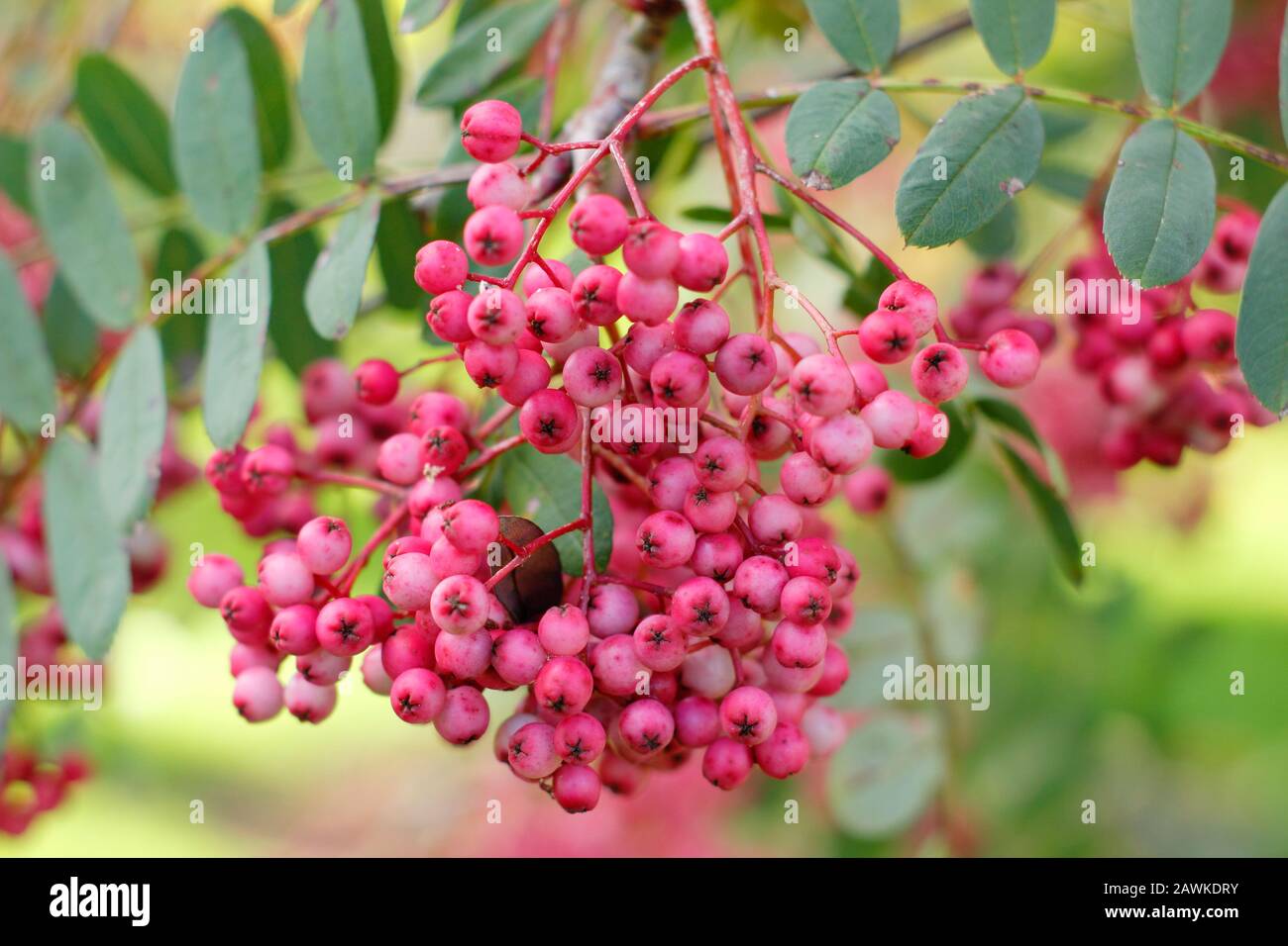 Sorbus pseudohupehensis 'Pink Pagode' Rowan zeigt pinkfarbene Beeren im Herbst. GROSSBRITANNIEN Stockfoto