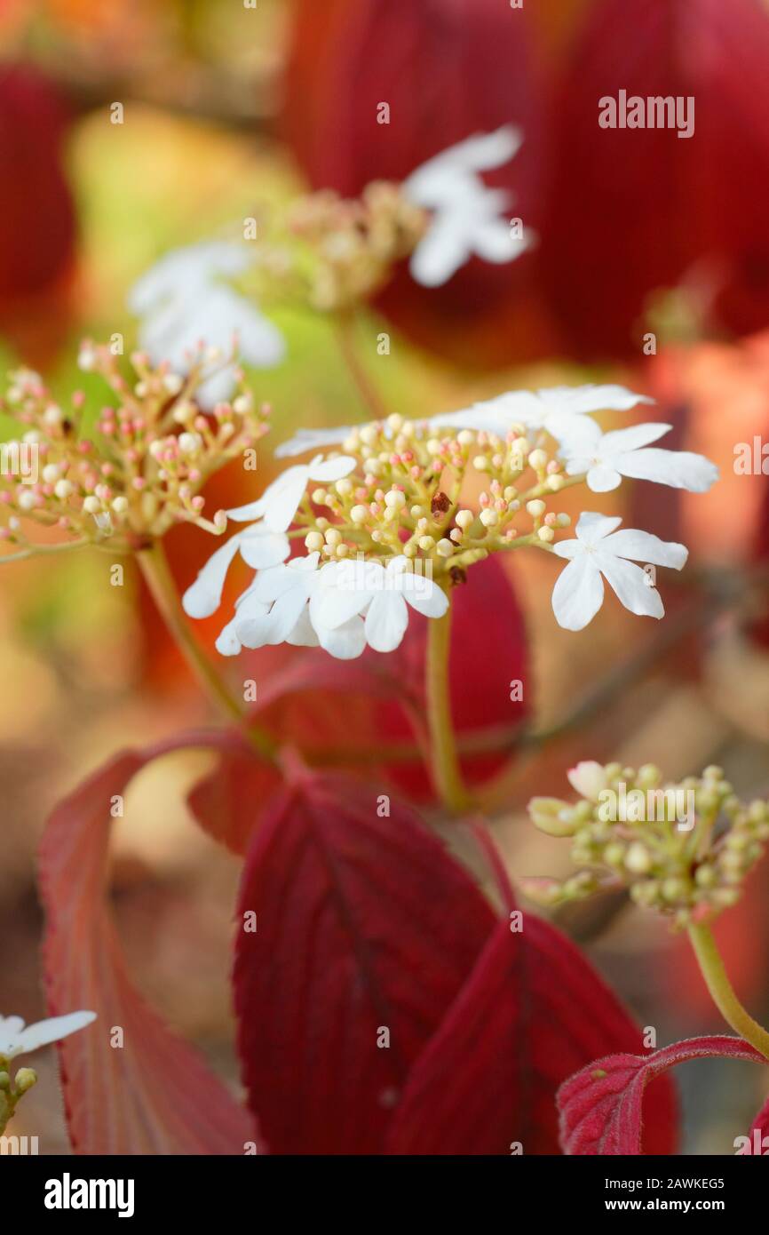 Viburnum plicatum f. tomentosum Kilimandscharo japanische Schneeball-Buschdetails im Herbst. GROSSBRITANNIEN Stockfoto