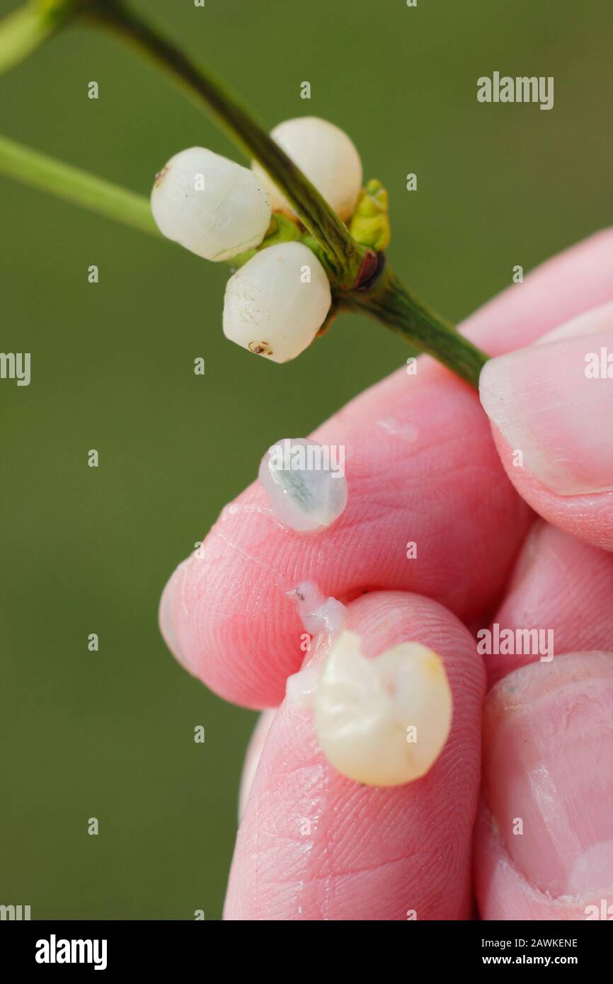 Viscum-Album. Mistelbeere spaltet, um einzelnen Samen, klebrigen Fruchtfleisch und Darm zu zeigen. GROSSBRITANNIEN Stockfoto