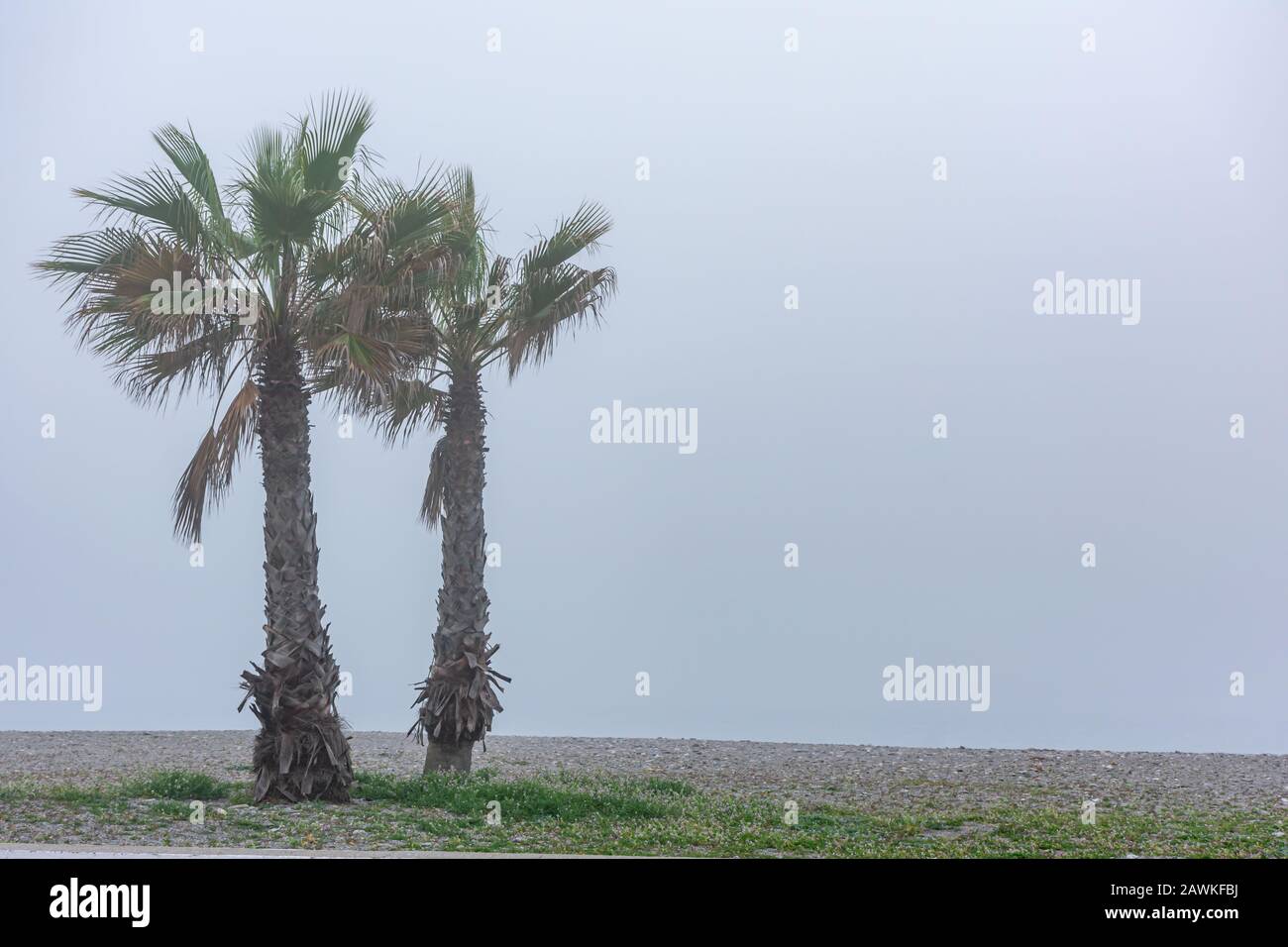 Zwei Palmen an einer Promenade und ein nebeliger Tag Stockfoto