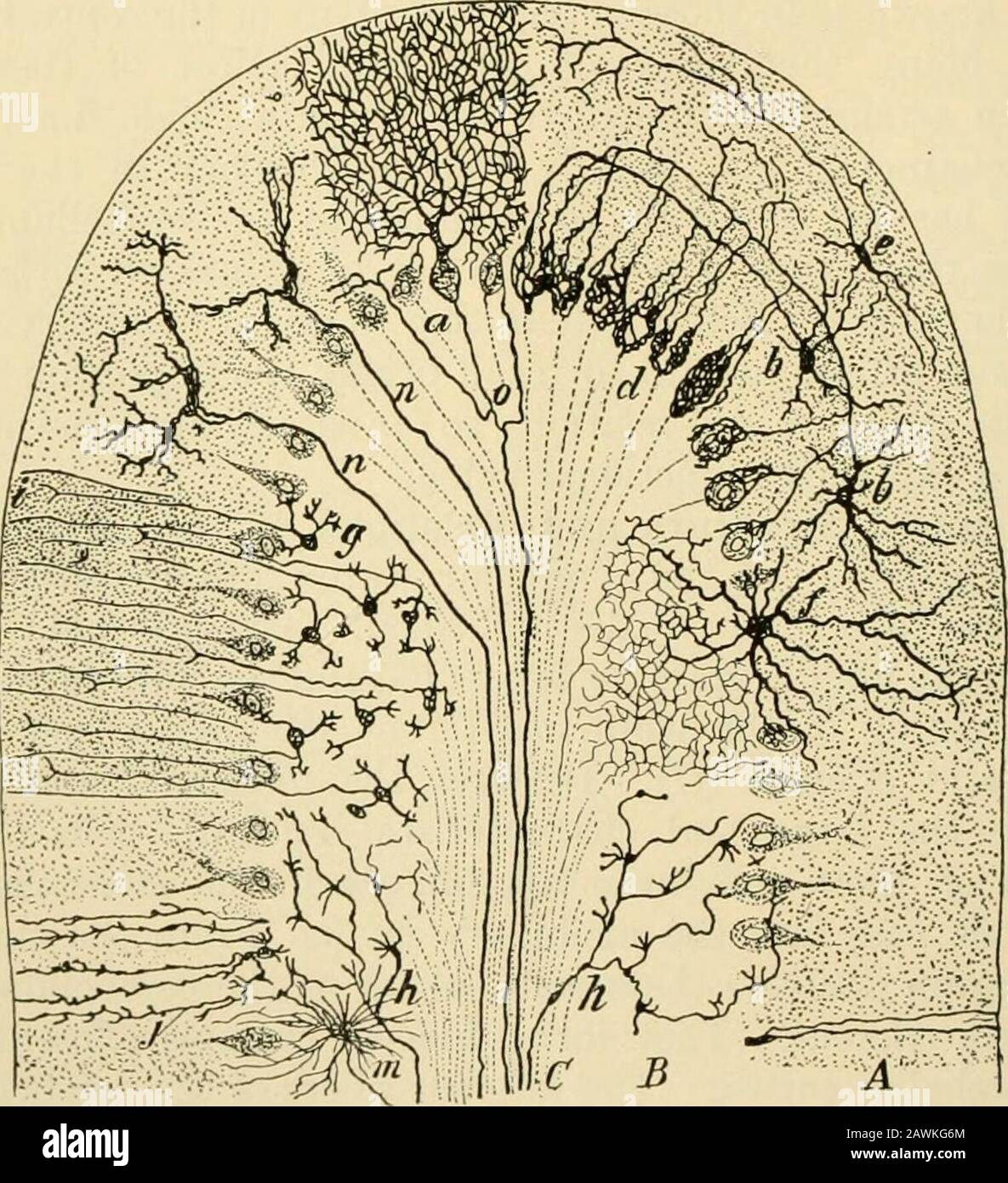 Ein Textbuch der Physiologie für Medizinstudenten und Ärzte . m als Kletterfasern. Die Granularschicht (B) enthält zahlreiche Granulate (g) oder kleine Nervenzellen. Diese Zellen sind kugelförmig und haben einen relativ großen Zellkern und eine geringe Menge Cytoplasma. Ihre Dendriten sind nur wenige und kurze; Ihre Axone verlaufen intothe Molekularschicht, teilen sich in T, und die beiden Zweige führen dann 231 232 PHYSIOLOGIE DES ZENTRALEN NERVENSYSTEMS durch. Parallel zur Oberfläche und zweifellos Verbindungen zu den Den-Driten der Purkinjezellen sowie zu den Zellen der Molekularschicht. Ein paar größere Nervenzellen von Golg Stockfoto