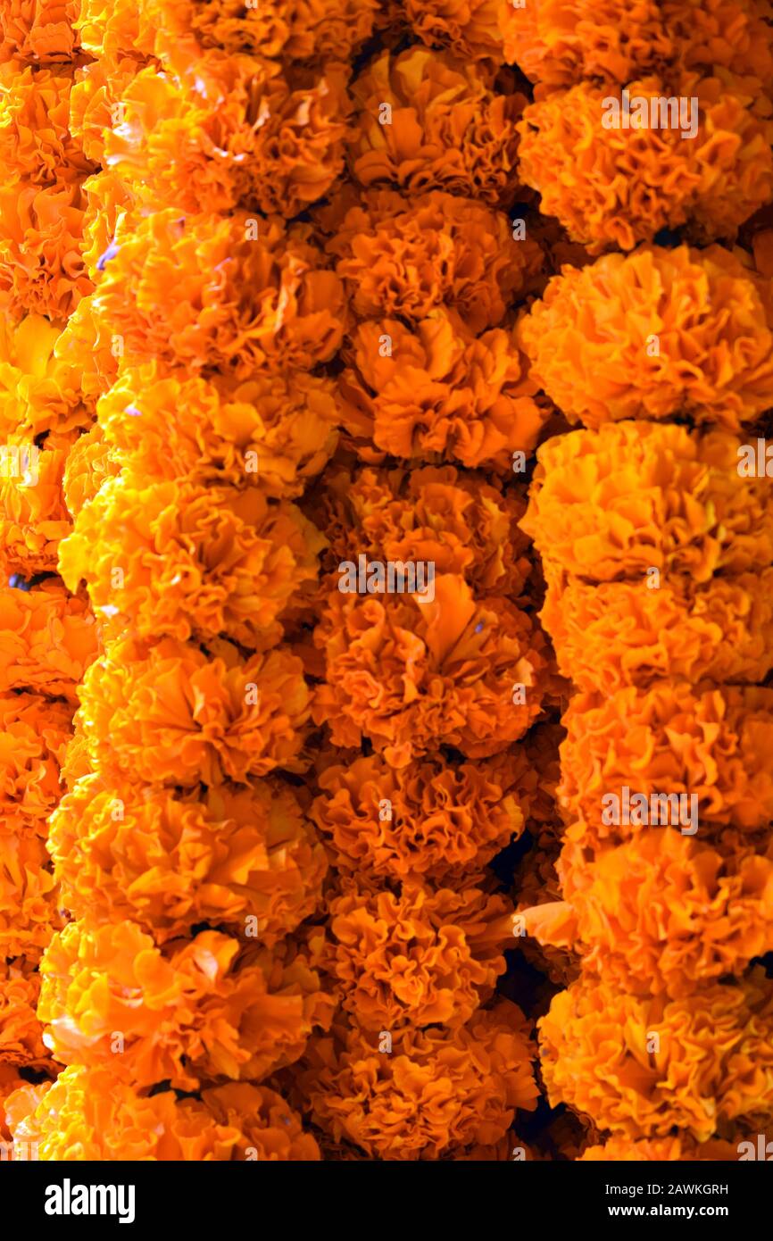 Ringelblume Blume Stockfoto