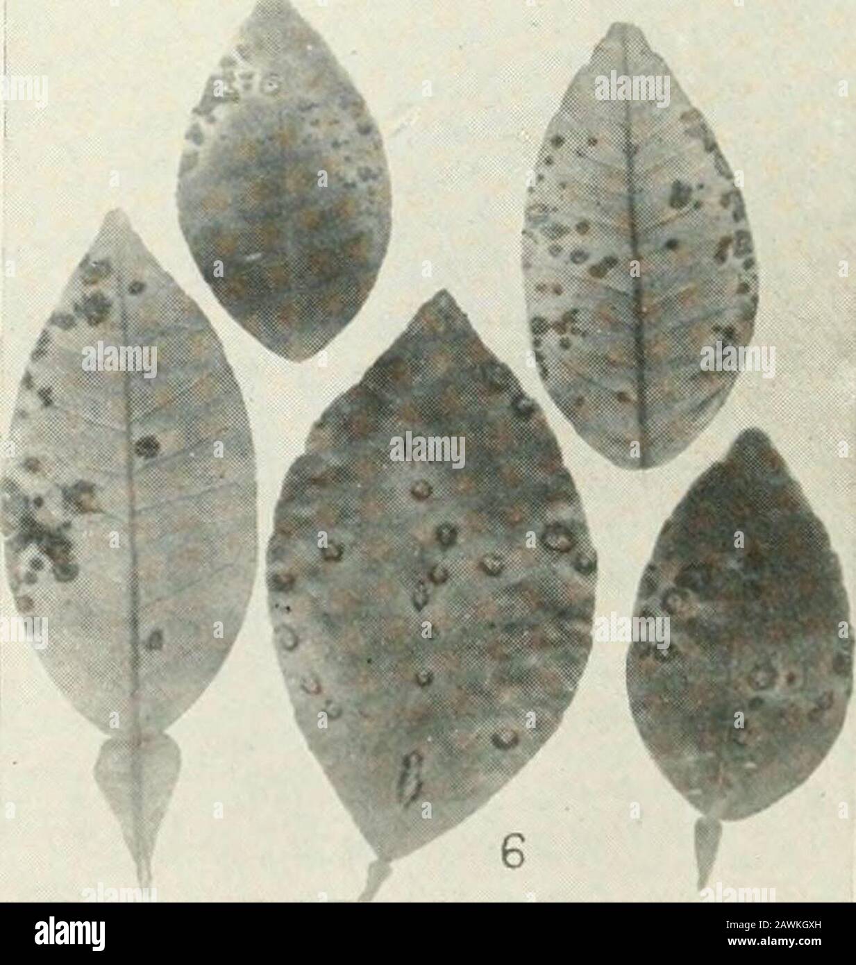 Journal of Agricultural Research . Journal of Agricultural Research Vol. VI, Nr. 2 Citrus Canker Plate XI Stockfoto