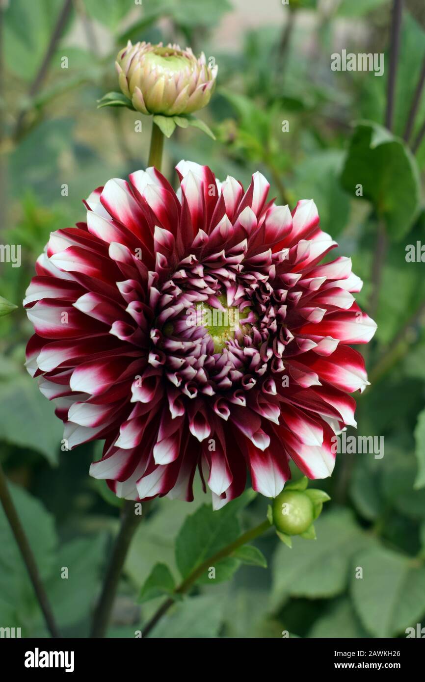 Java-Blumen Stockfoto