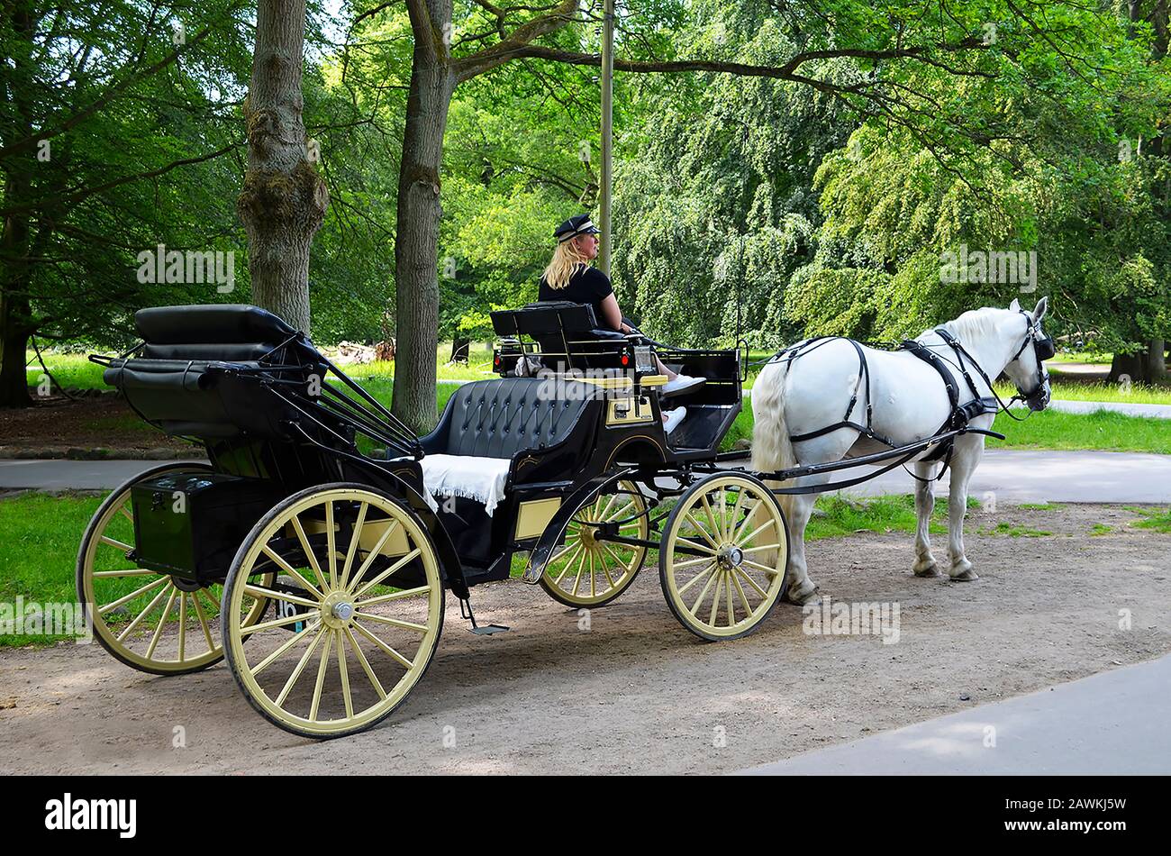 Dänemark, Dyrehaven:06/24/2019; Pferdekutsche durch Dyrehaven. Weißes Pferd und schwarzer Wagen im Holz en Dänemark. Stockfoto