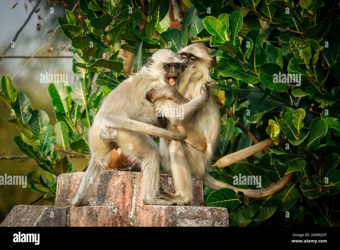 Monkey Kampf Stockfoto