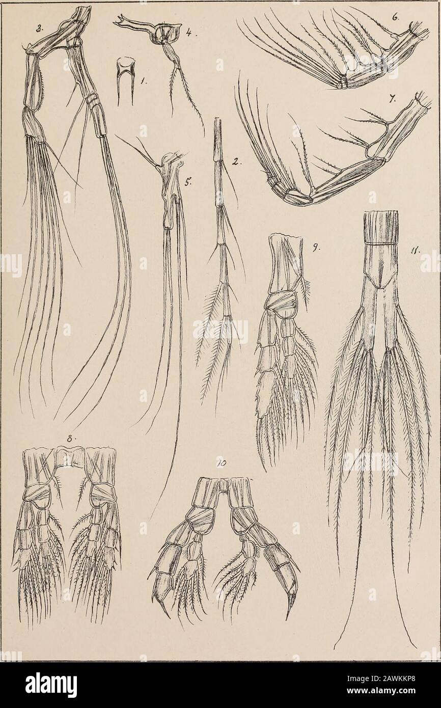 Die Nordpolarexpedition Norwegens, 1893-1896; wissenschaftliche Ergebnisse . G.O.Sars auitqgr. Tryktiden priv.Oppaa.ling Chra. PLATTE XXVII. PLATTE XXVII. Augaptilus glacialis, G. 0. SARS,(Fortsetzung) Abb. 1. Rostrale Hervorhebung mit den Tentakularfilamenten, Vorderansicht. - 2. Distaler Teil der vorderen Antenne. - 3. Hintere Antenne. - 4. Unterkiefer mit Palp. - 5. Maxilla. - 6. Anterior maxilliped. - 7. Posterior maxilliped. - 8. Erstes Beinpaar. - 9. Bein des 2. Paares. - 10. Letztes Beinpaar des Männchens. - 11. Extremität des Schwanzes, mit dem kaudalen rami, dorsale Ansicht. Die Norwegische Polarexpedition 83-96 N?5 P Stockfoto