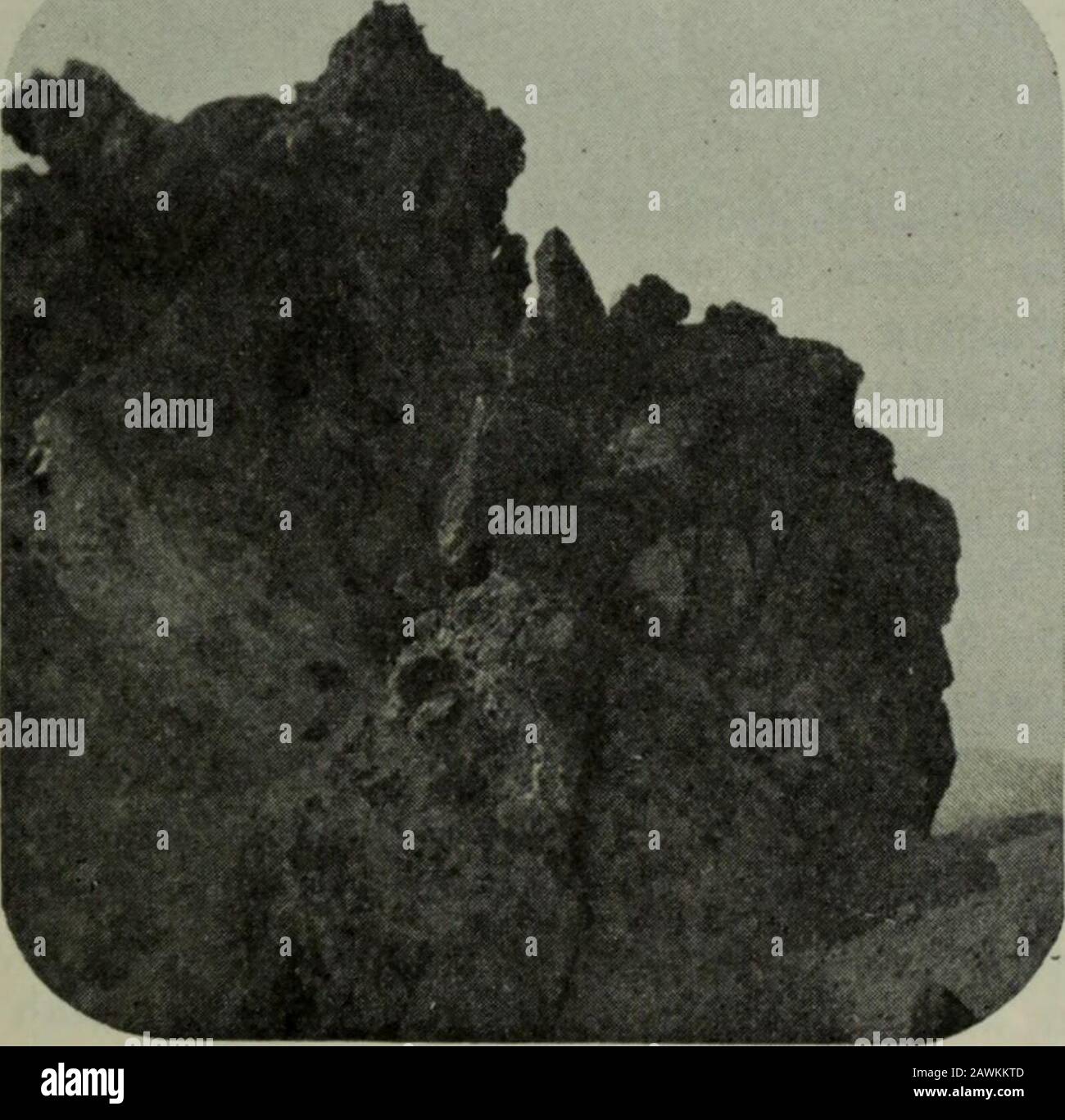 Western Field . e eine und nur depressinfluence, die auf dem Weg von Col-Fax nach Truckee zu spüren ist, ist die Ursache, die durch das Ausbaggen des Waldes verursacht wird. Der Mensch ist der einzige kreatuierte Mensch, der darauf besteht, eine Region DER ZEITSCHRIFT 99 DER PAZIFIKKÜSTE unbewohnbar zu machen, sobald er beginnt zu leben; er scheint jemals bereit zu sein, die Gänseunhoffnungen, das goldene Ei zu bekommen, zu töten. Ein Sägewerksmann schätzt, dass es 200 Jahre Naturen dauern wird, die besten Bemühungen diese Berge wieder zu einem profitablen Ort machen, wo man wieder Waldbrände vorlumberen kann und dass Theax jetzt ausgeschlossen werden kann. Über Mt. Lincoln, 8400 Fuß hoch, oder etwa 1400 f. Stockfoto