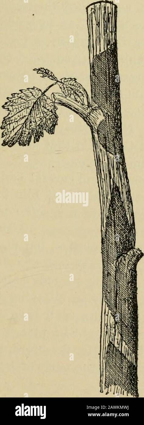 Bush-Fruits; eine gärtnerische Monographie von Himbeeren, Brombeeren, dewbeeren, Korinthen, Stachelbeeren und anderen strauchähnlichen Früchten . ucedinese. An Früchten von Äpfeln, Pfirsichen, Pflaumen, Kirschen usw. Handelt Es Sich Um die bekannte Braunfäule der Steinfrüchte. Al-obwohl vor allem auf diese Klasse von Früchten schädigt. Professor Arthurhas hat es dazu veranlasst, an reifen Brombeeren zu wachsen, und es kann eine der Formen sein, die ihre Zerstörung bei Überreife beschleunigen. Weitere WICHTIGE KRANKHEITEN Bakterienkrankheit (Abb. 46)Neben den erwähnten Fungenkrankheiten gibt es eine oder mehrere Bösarden, deren Naturen nicht so gut unterstanden sind Stockfoto