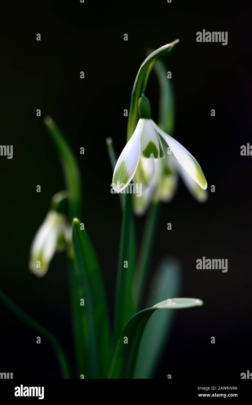 Galanthus Jade, virescent Hybrid Schneeglöckchen, grüne Markierungen, virescent, Schneeglöckchen, Frühling, Blume, Blumen, RM Floral Stockfoto