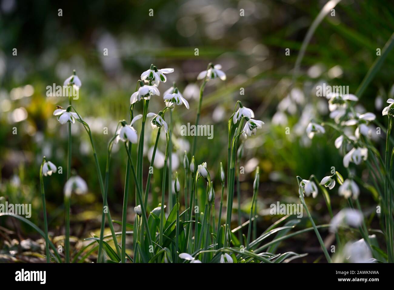 Galanthus Lavinia, Greatorex doppelt, zweiblütiger Schneefropfen