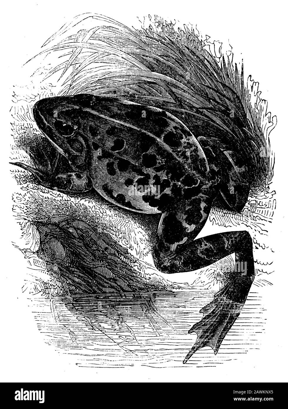 Essbarer Frosch, Rana esculenta, anonym (Zoologiebuch, 1886) Stockfoto
