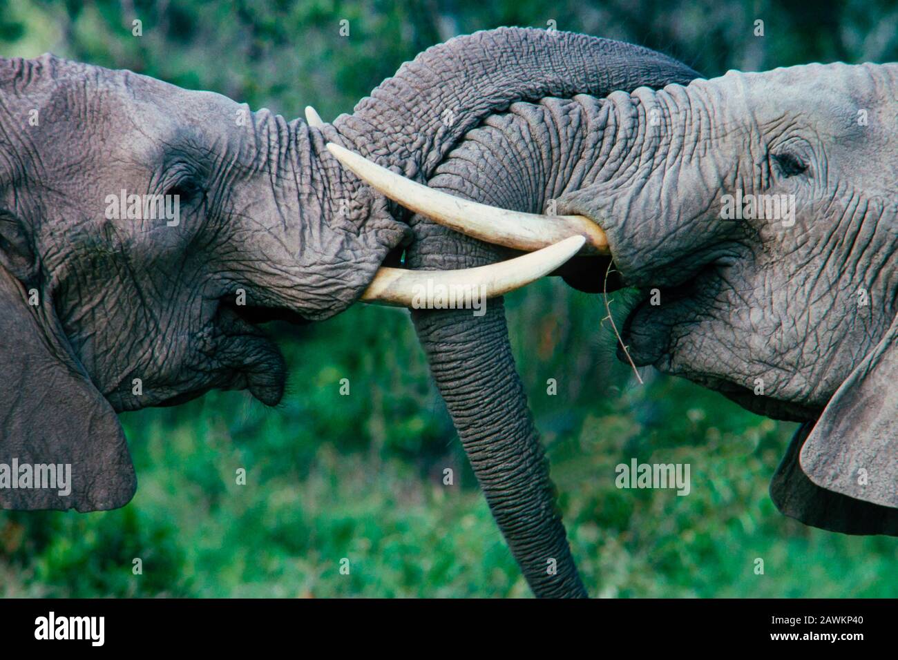 Elefantengeschwister grüßen und drücken Zuneigung aus, Teil einer Familiengruppe, Serengeti National Park, Tansania, ab 2013 verliert Tansania 70 Elefanten pro Tag an Wildersucht. Stockfoto
